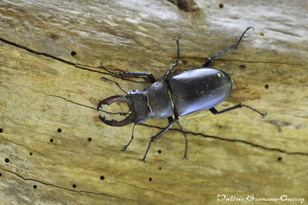 Lucane cerf-volant (Lucanus cervus) © Valérie Bruneau Querey